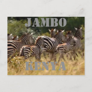 Jambo Kenya Zebra Migration Safari Postcards Vykort