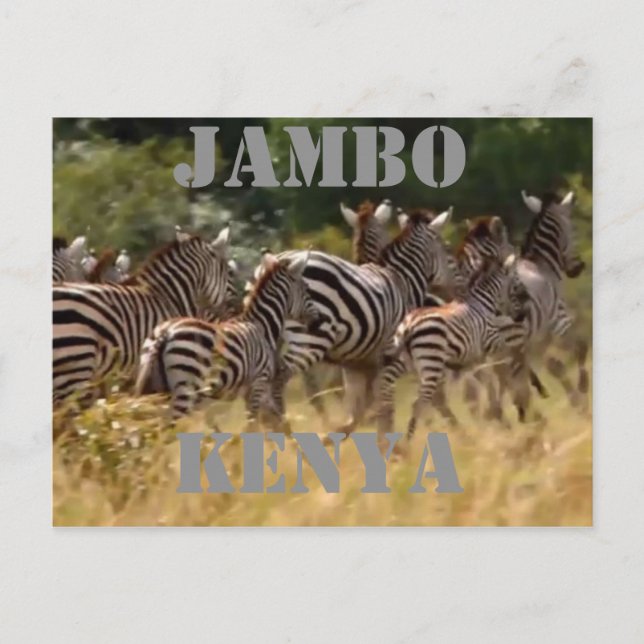 Jambo Kenya Zebra Migration Safari Postcards Vykort (Framsida)