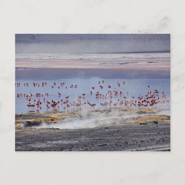 James flamingo, Phoenicoparrus jamesi Vykort (Framsida)