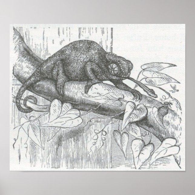 James Johonnot - Chameleon Poster (Framsidan)