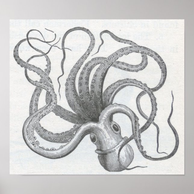James Johonnot - Octopus Poster (Framsidan)