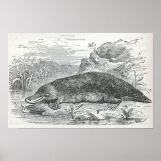 James Johonnot - Ornithorhynchus - Platypus Folio Poster (Framsidan)