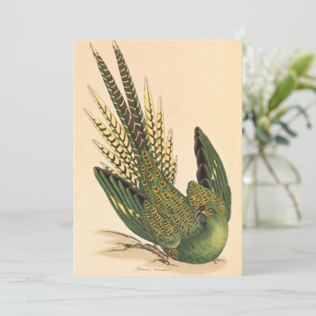 James Sowerby Ground Parrot, Psittacus terrestris (Stående Fram)