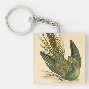 James Sowerby Ground Parrot, Psittacus terrestris