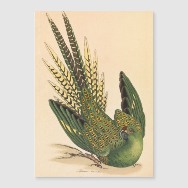 James Sowerby Ground Parrot, Psittacus terrestris  (Framsida)