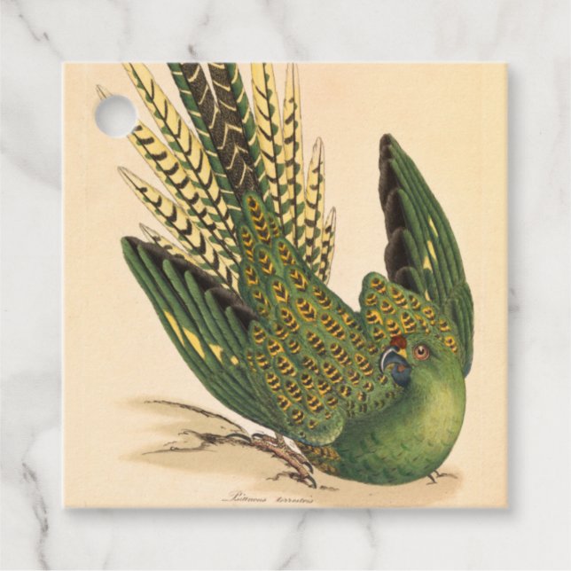 James Sowerby Ground Parrot, Psittacus terrestris  Gåvor Etiketter (Framsida)