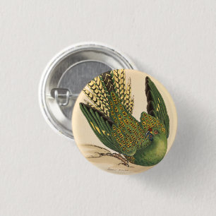 James Sowerby Ground Parrot, Psittacus terrestris Knapp