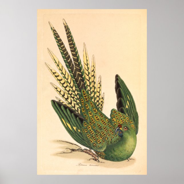 James Sowerby Ground Parrot, Psittacus terrestris Poster (Framsidan)