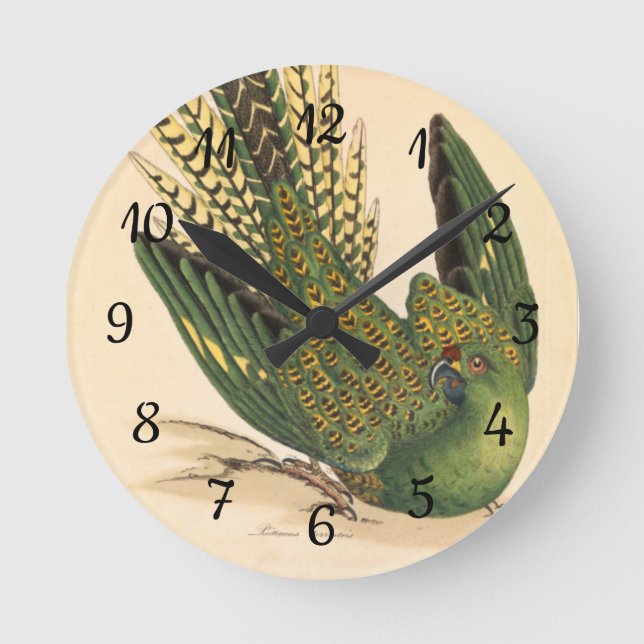 James Sowerby Ground Parrot, Psittacus terrestris Rund Klocka (Framsida)