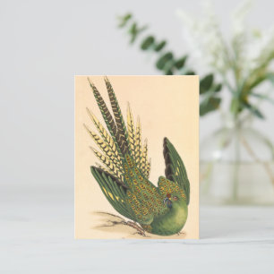 James Sowerby Ground Parrot, Psittacus terrestris Vykort