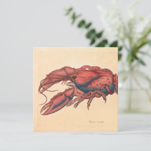 James Sowerby Serrated Lobster