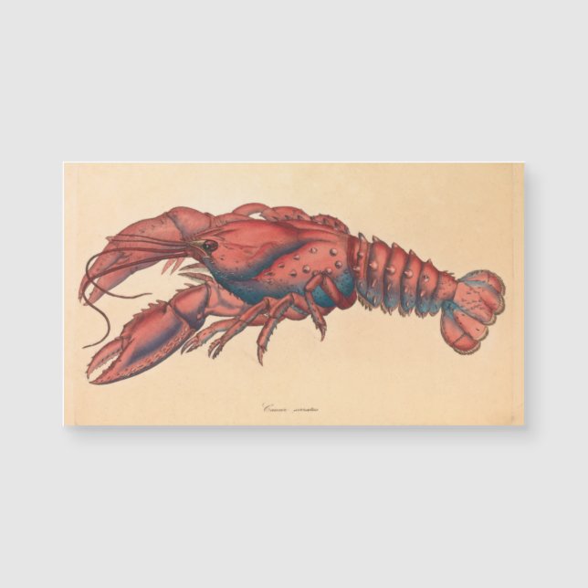 James Sowerby Serrated Lobster (Framsida)