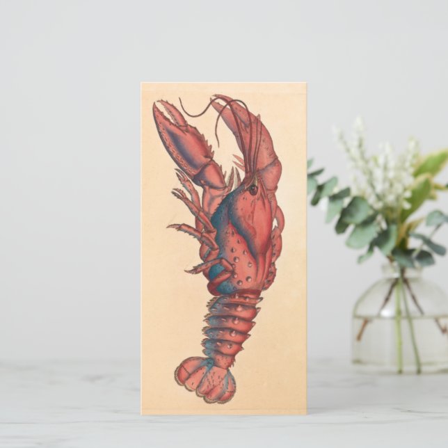James Sowerby Serrated Lobster (Stående Fram)