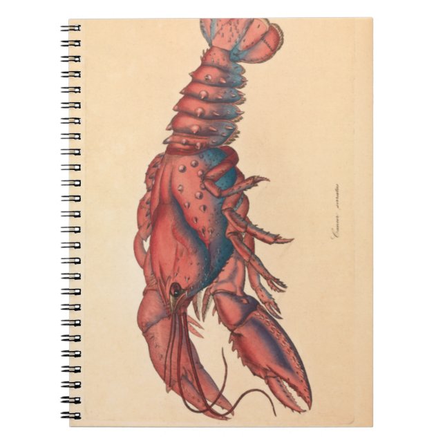 James Sowerby Serrated Lobster Notebook Anteckningsbok (Framsidan)