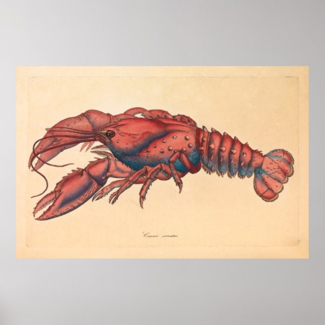 James Sowerby Serrated Lobster Poster (Framsidan)