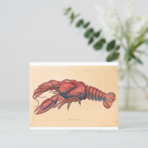 James Sowerby Serrated Lobster Vykort