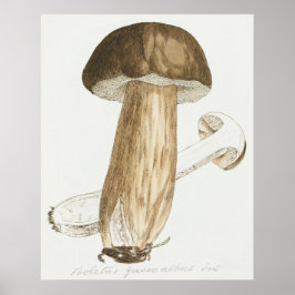 James Sowerbys Färgad Figurer av English Fungi Poster