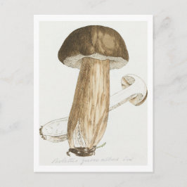 James Sowerbys Färgad Figurer av English Fungi Vykort