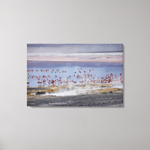Jamess Flamingo, Phoenicoparrus jamesi Canvastryck