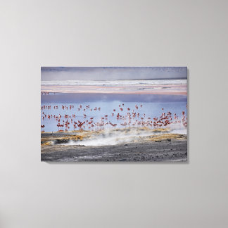 James's Flamingo, Phoenicoparrus jamesi Canvastryck