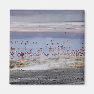 Jamess Flamingo, Phoenicoparrus jamesi Magnet