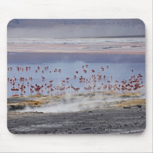 Jamess Flamingo, Phoenicoparrus jamesi Musmatta