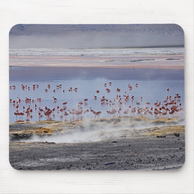 James's Flamingo, Phoenicoparrus jamesi Musmatta (Framsidan)