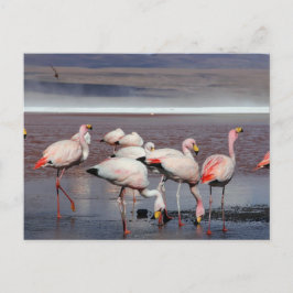 James's Flamingos Vykort