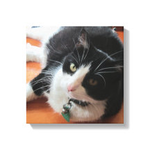 Jämna ut Kanvastrycket Katt