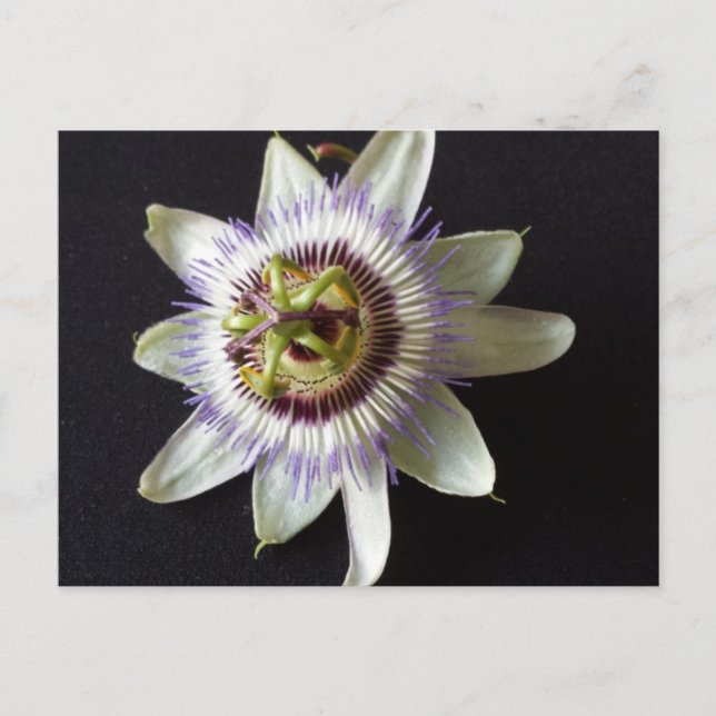 Jan 2 - utbildad brainfart vykort (Framsida)