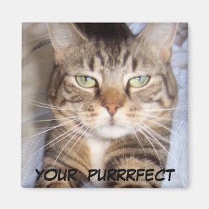 Jane något att säga. .YOUR PURRFECT Magnet