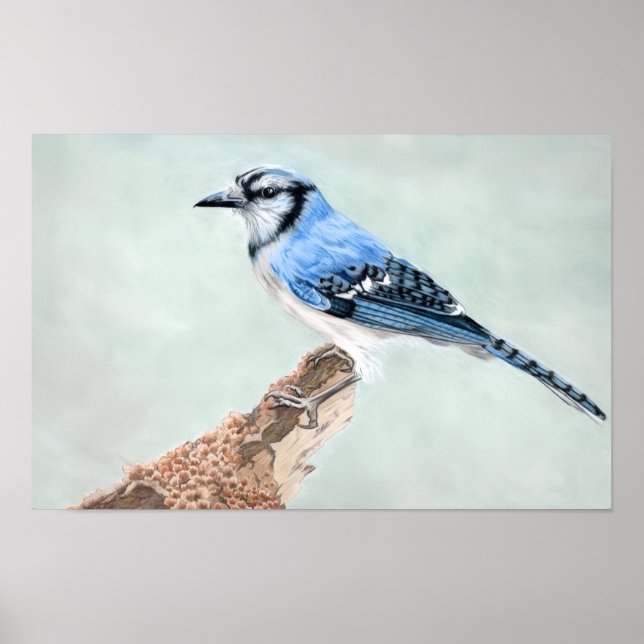 Janes blå jay poster (Framsidan)