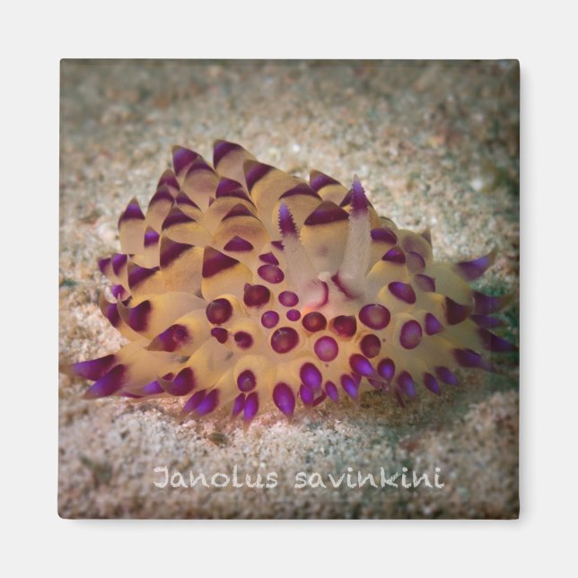 Janolus savinkini Square Magnet (Framsidan)