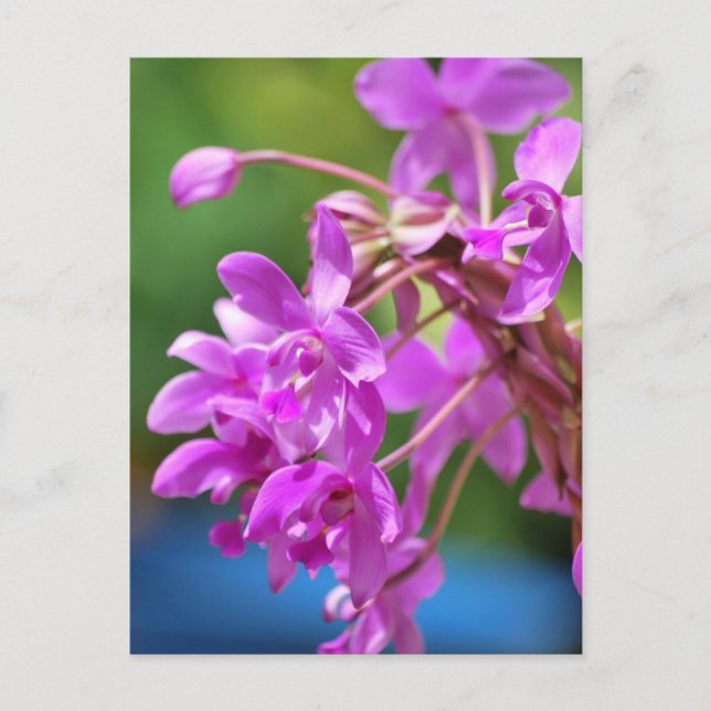 Januari-Blommarna Vykort (Framsida)