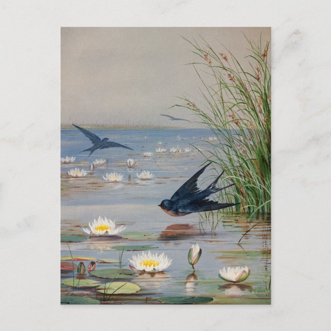 Januari | Fidelia Bridges Vykort (Framsida)