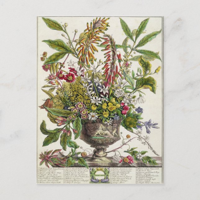 Januari från ` tolv månader av blommor vykort (Framsida)