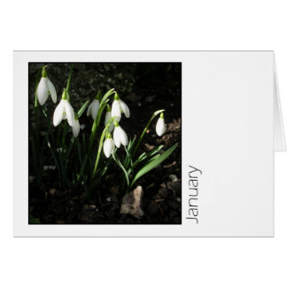 Januari Hälsningskort