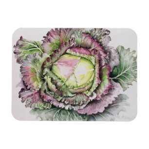 Januari kungkål magnet