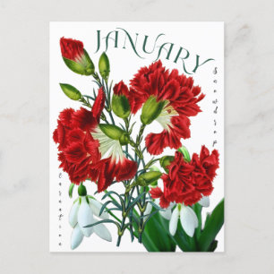 Januari Månad Blommor Snowdroppe Carnation Finare Vykort