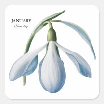 Januari Snödroppe Bloom - Personlig Gift
