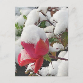 Januaridags Ros 2012 Postkort Vykort