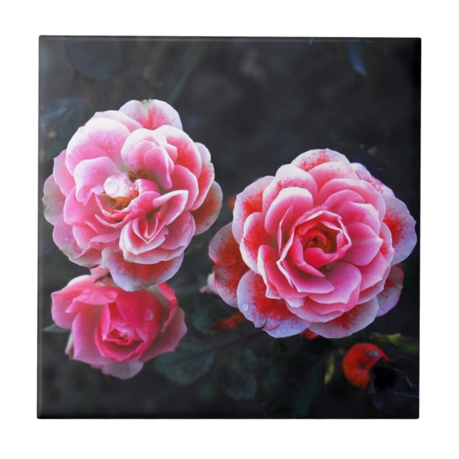 Januarirosor Kakelplatta (Framsidan)