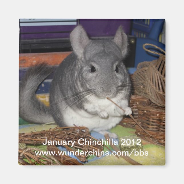 Januchinchilla 2012 magnet (Framsidan)