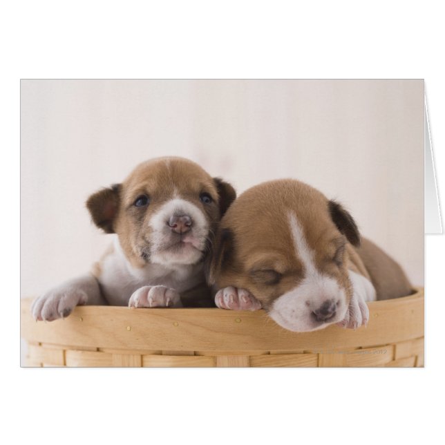 Japan Hälsningskort (Framsidan Horizontal)