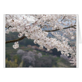 Japan Kumamoto Cherry Blommar Hälsningskort