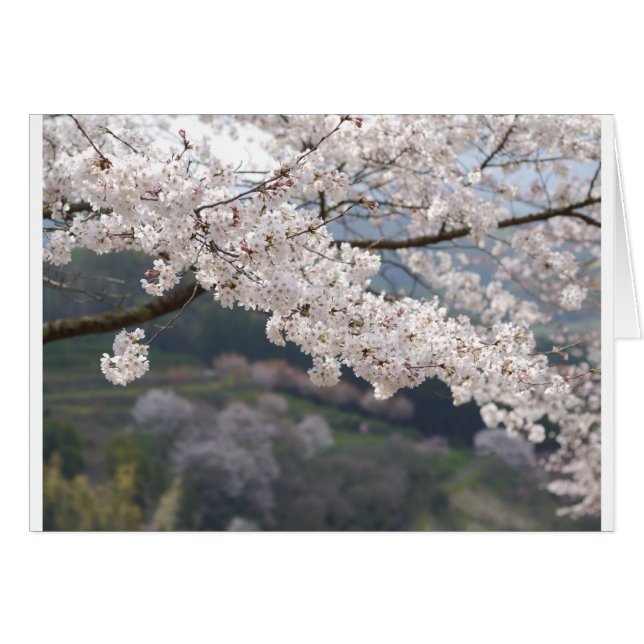 Japan Kumamoto Cherry Blommar Hälsningskort (Framsidan Horizontal)