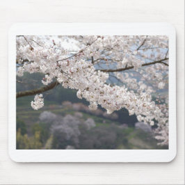 Japan Kumamoto Cherry Blommar Musmatta
