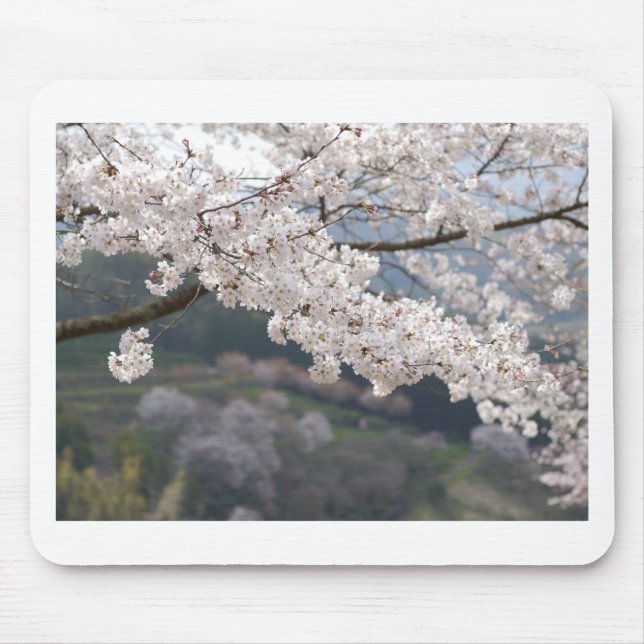 Japan Kumamoto Cherry Blommar Musmatta (Framsidan)