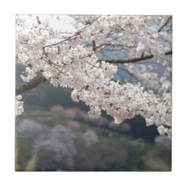 Japan Kumamoto Körsbärsblomning Kakelplatta