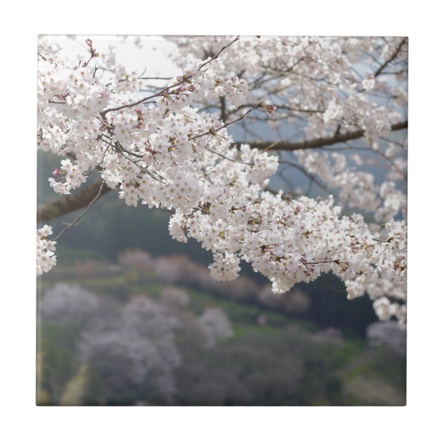 Japan Kumamoto Körsbärsblomning Kakelplatta (Framsidan)